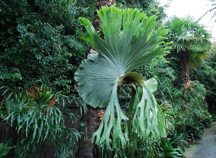 Tìm hiểu về chi Ổ Rồng - Platycerium - Huykiengla.com